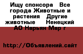 Ищу спонсора - Все города Животные и растения » Другие животные   . Ненецкий АО,Нарьян-Мар г.